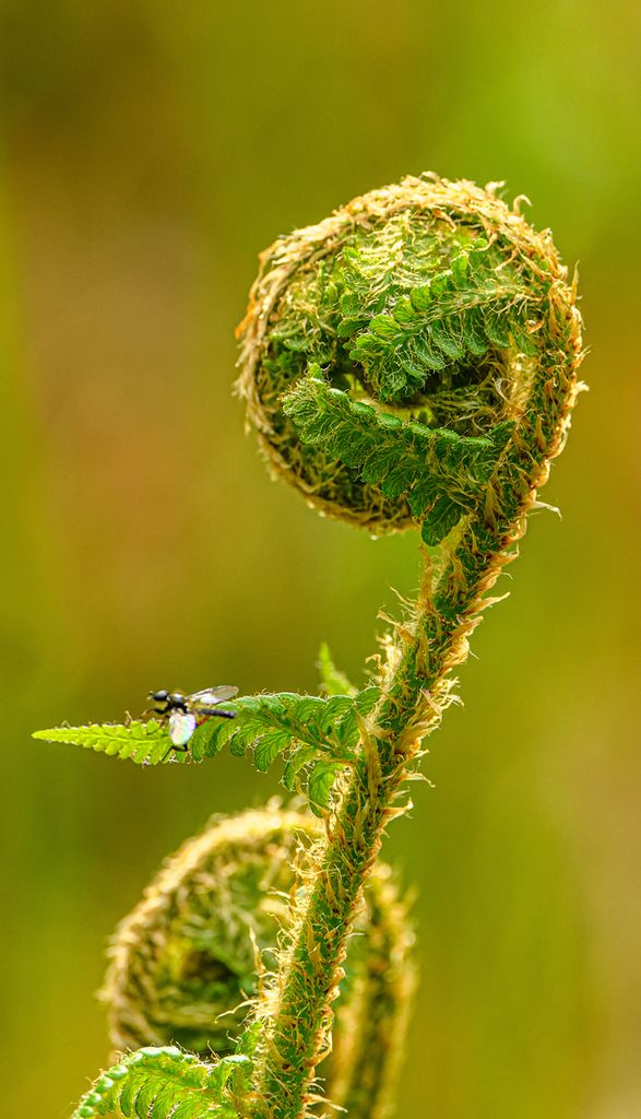 The natural world